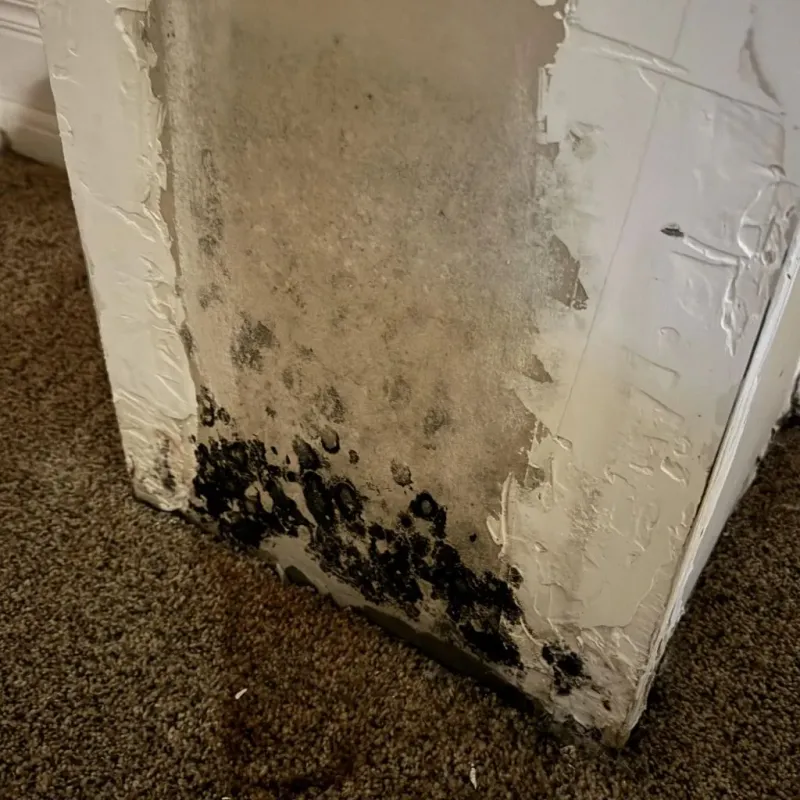 Professional Mold Removal in Sutton, WV